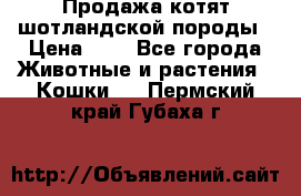 Продажа котят шотландской породы › Цена ­ - - Все города Животные и растения » Кошки   . Пермский край,Губаха г.